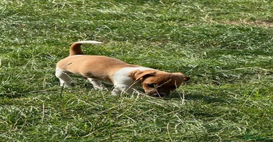 Jack Russell dogs - Advert 3