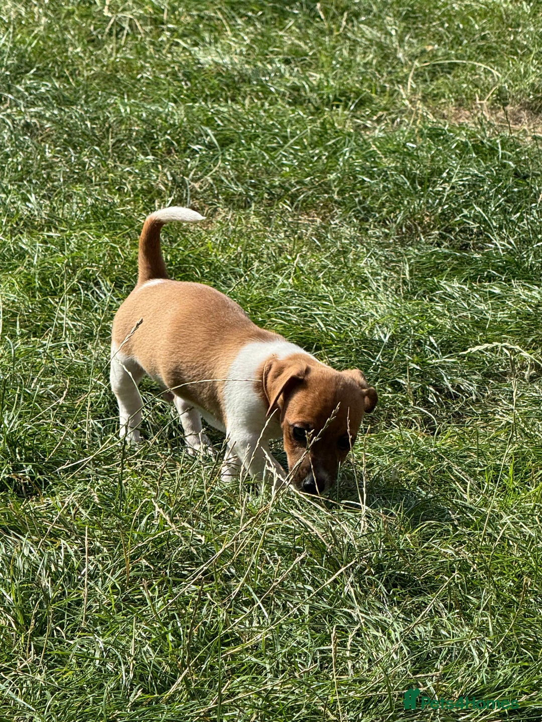 Jack Russell dogs for sale: Minature short haired Jack Russell puppys - Image 8