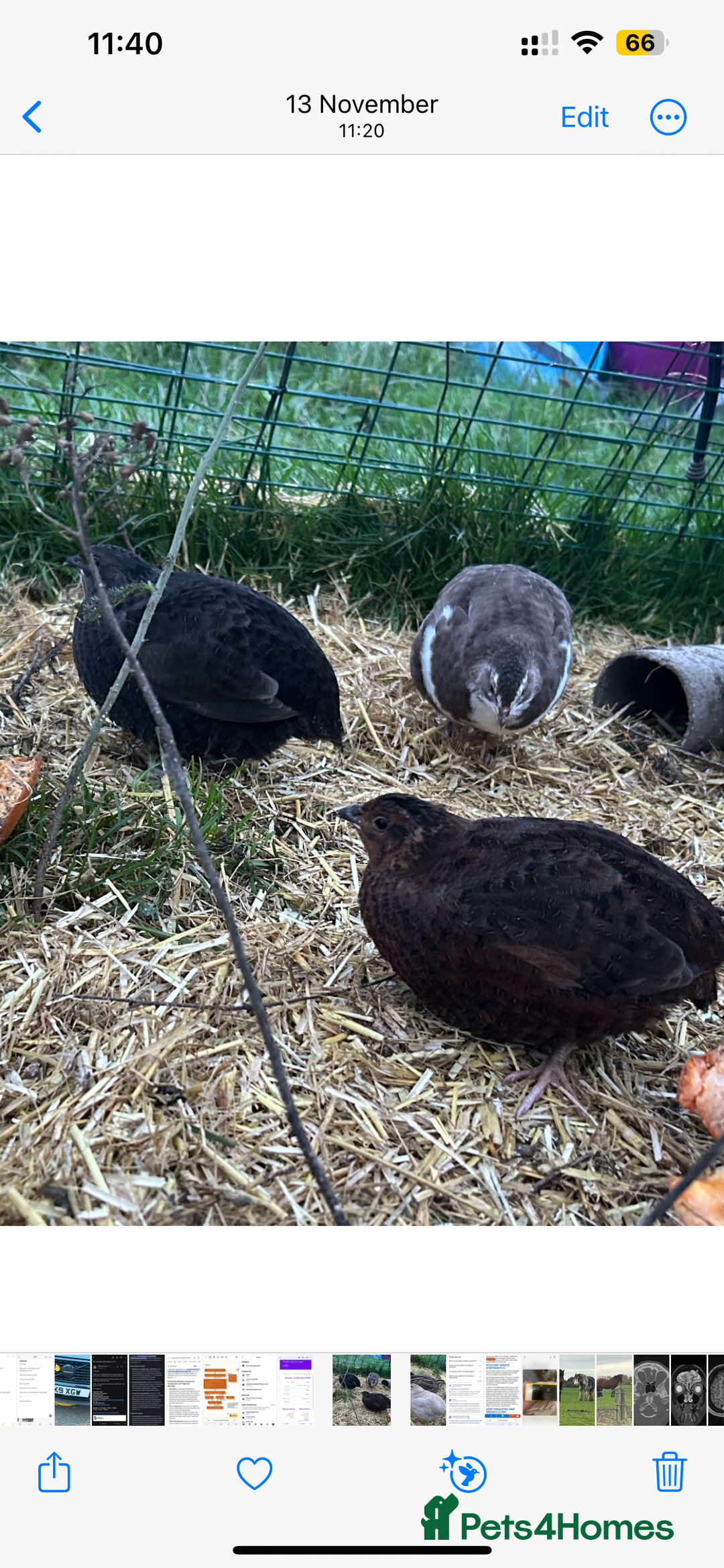 Quail poultry for sale: Beautiful Coturnix Quail  - Advert 2