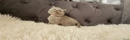 Scottish Fold cats for sale: 3 Scottish Fold Kittens  - Advert 9