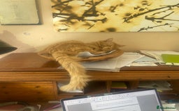 Munchkin cats for sale: Adorable Apricot-Marmalade Tabby Munchkin Male Kit - Image 20