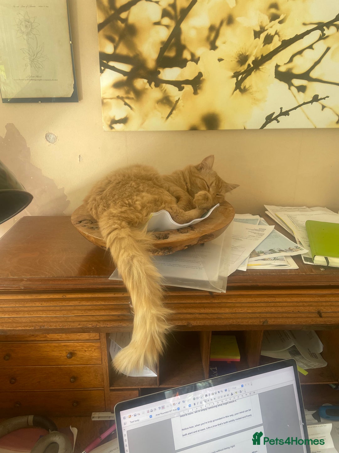 Munchkin cats for sale: Adorable Apricot-Marmalade Tabby Munchkin Male Kit - Image 20