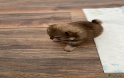 Pomeranian dogs for sale: GORGEOUS POMERANIAN PUPPIES  - Image 5