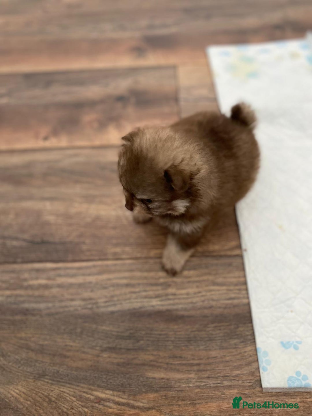 Pomeranian dogs for sale: GORGEOUS POMERANIAN PUPPIES  - Image 5