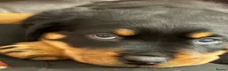 Rottweiler dogs for sale: Rottweiler puppies  - Advert 15