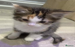 Ragdoll cats for sale: Ragdoll X  - Image 10