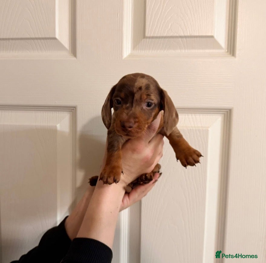 Miniature Dachshund dogs 🐾 MINI DASCHUND PUPPIES 🐾 - Advert 2