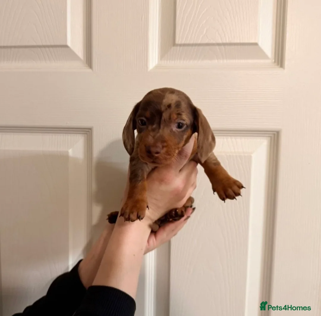 Miniature Dachshund dogs for sale: 🐾 MINI DASCHUND PUPPIES 🐾 - Advert 1