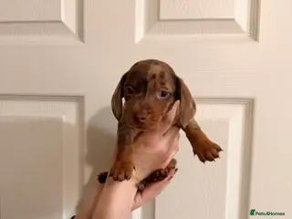 Miniature Dachshund dogs 🐾 MINI DASCHUND PUPPIES 🐾 - Advert 2
