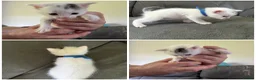 Domestic Shorthair cats for sale: Playful beautiful kittens  - Advert 4