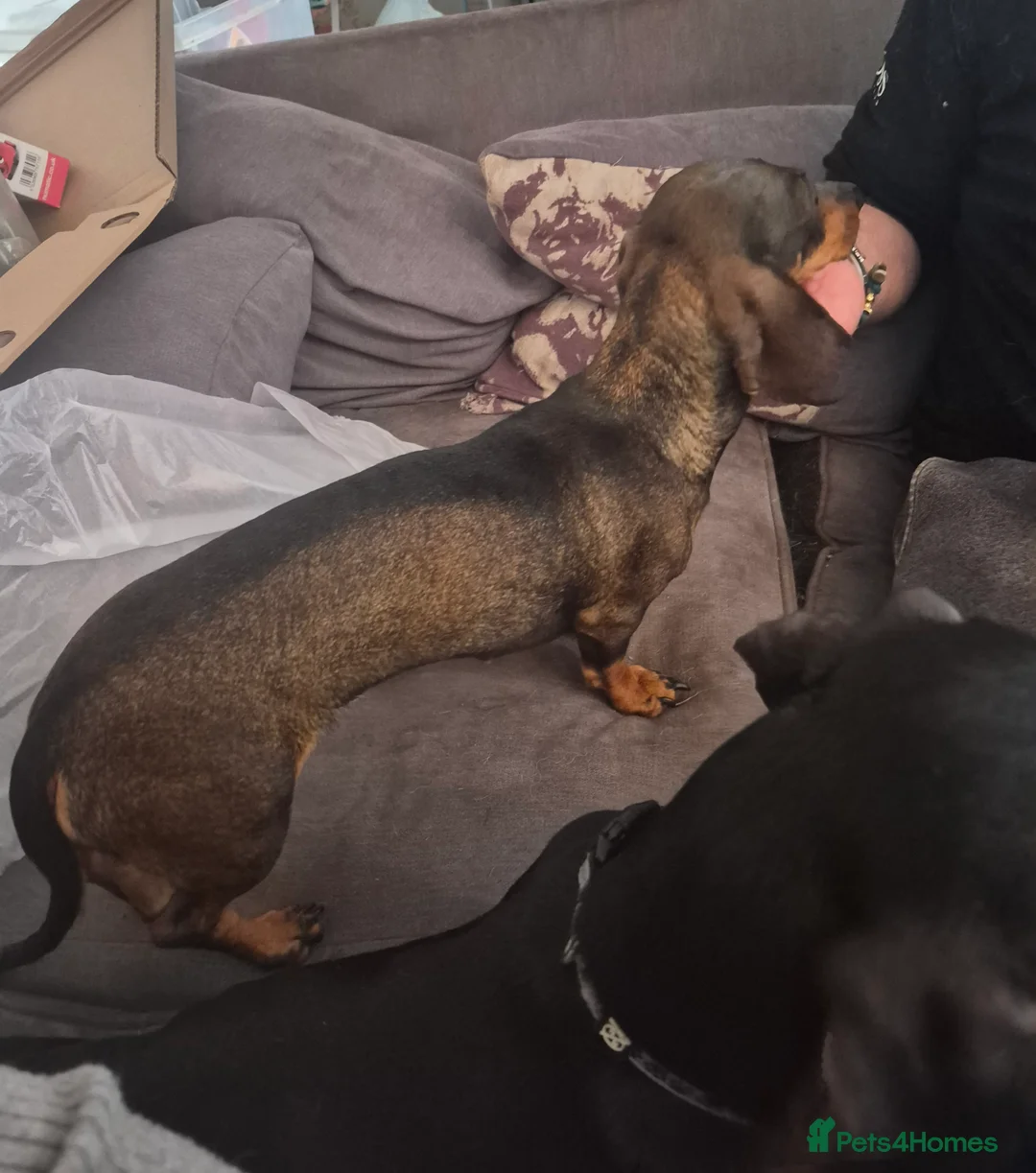 Dachshund dogs for sale: Duke and Daisy - Advert 2