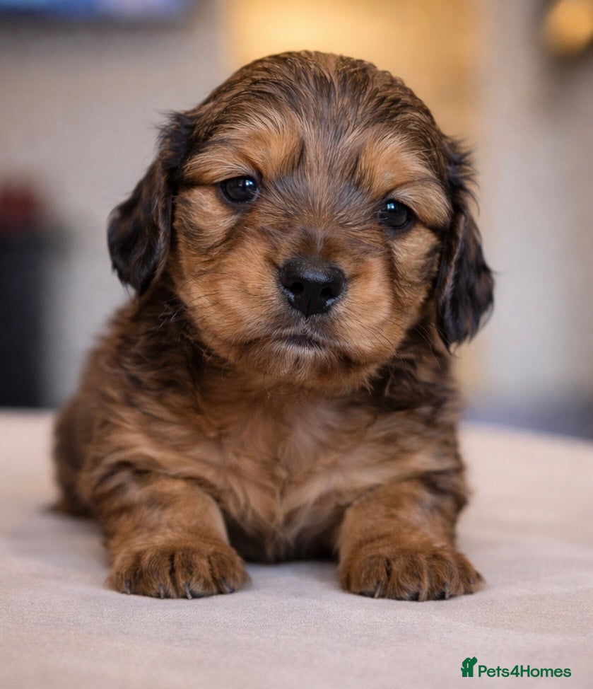 Miniature Dachshund dogs Stunning Miniature Dachshund Puppies  - Advert 2