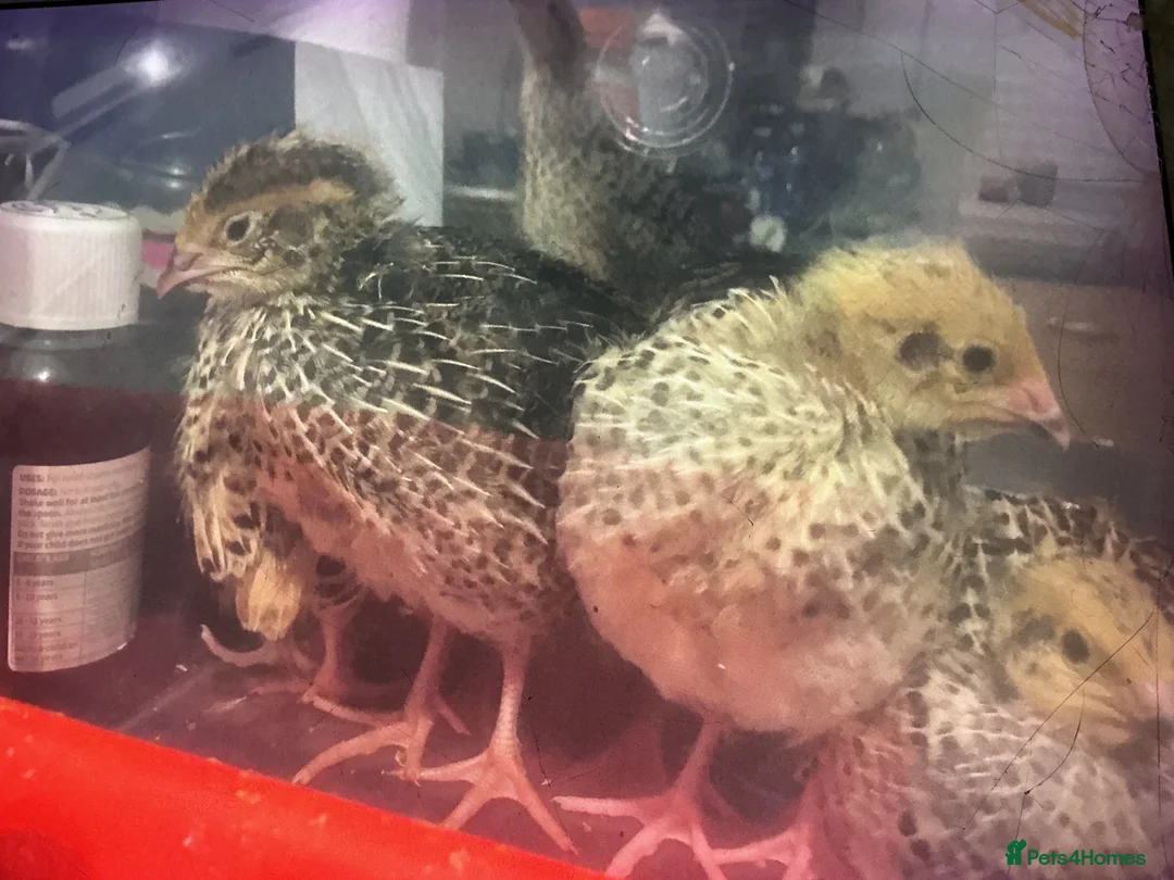 Quail poultry for sale:  28 COTURNIX QUAIL CHICKS - Advert 14