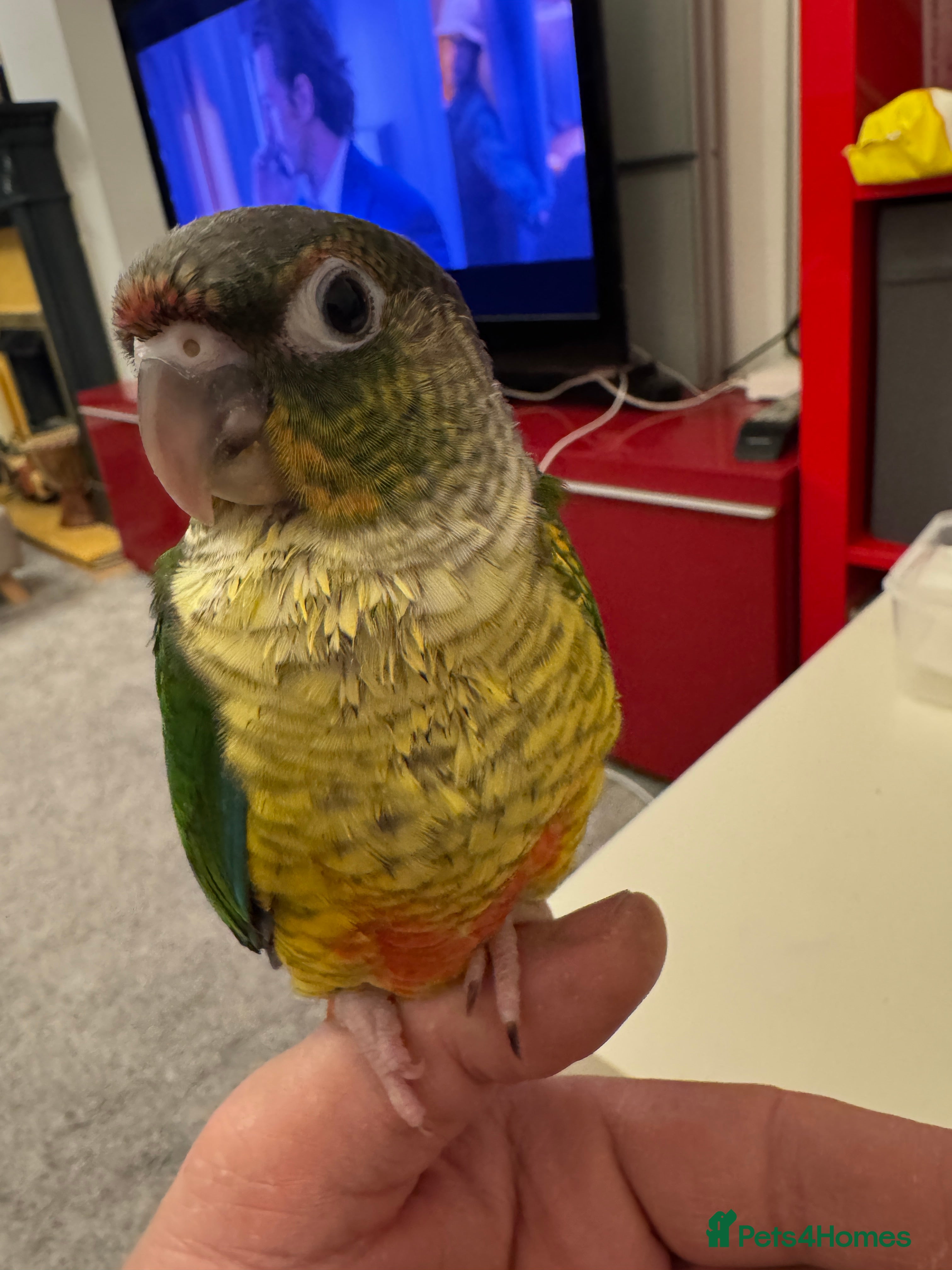 Conures birds 2 Hand reared baby conures - Advert 2