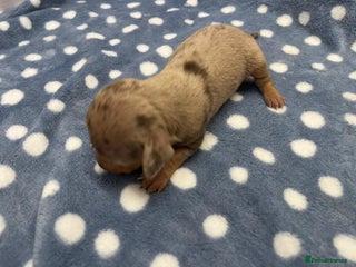 Miniature Dachshund dogs ⭐️🐾💖💙KC REG💙💖🐾⭐️5 star breeder - Advert 1