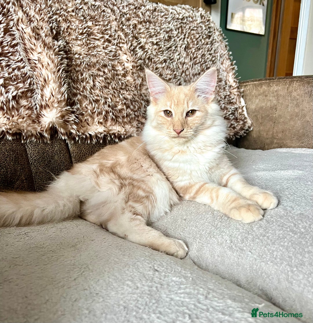 Norwegian Forest Cat cats for sale: Full FIFe pedigree Norwegian Forest Kittens  in Normanton - Image 19