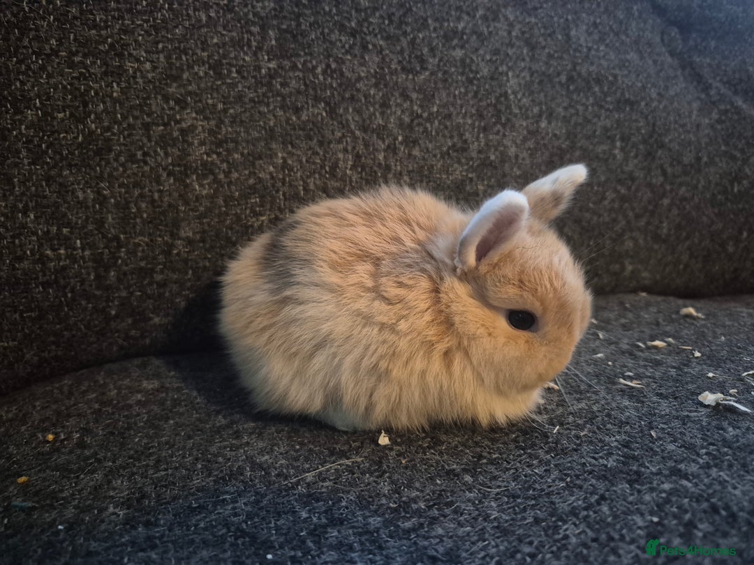 Mixed Breed rabbits for sale: 8 x babies ready to leave 6th jan - Advert 8