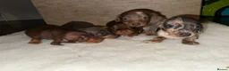 Miniature Dachshund dogs for sale: Miniature dachshunds  - Advert 9