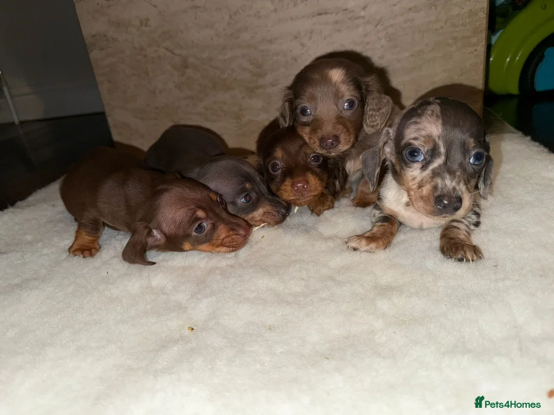Miniature Dachshund dogs for sale: Miniature dachshunds  - Advert 9