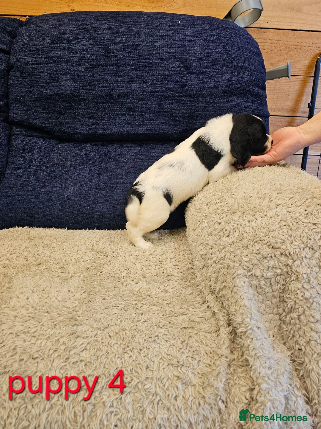 English Springer Spaniel dogs for sale: 4 KC Springer Spaniel Puppies docked & dew claws - Advert 9