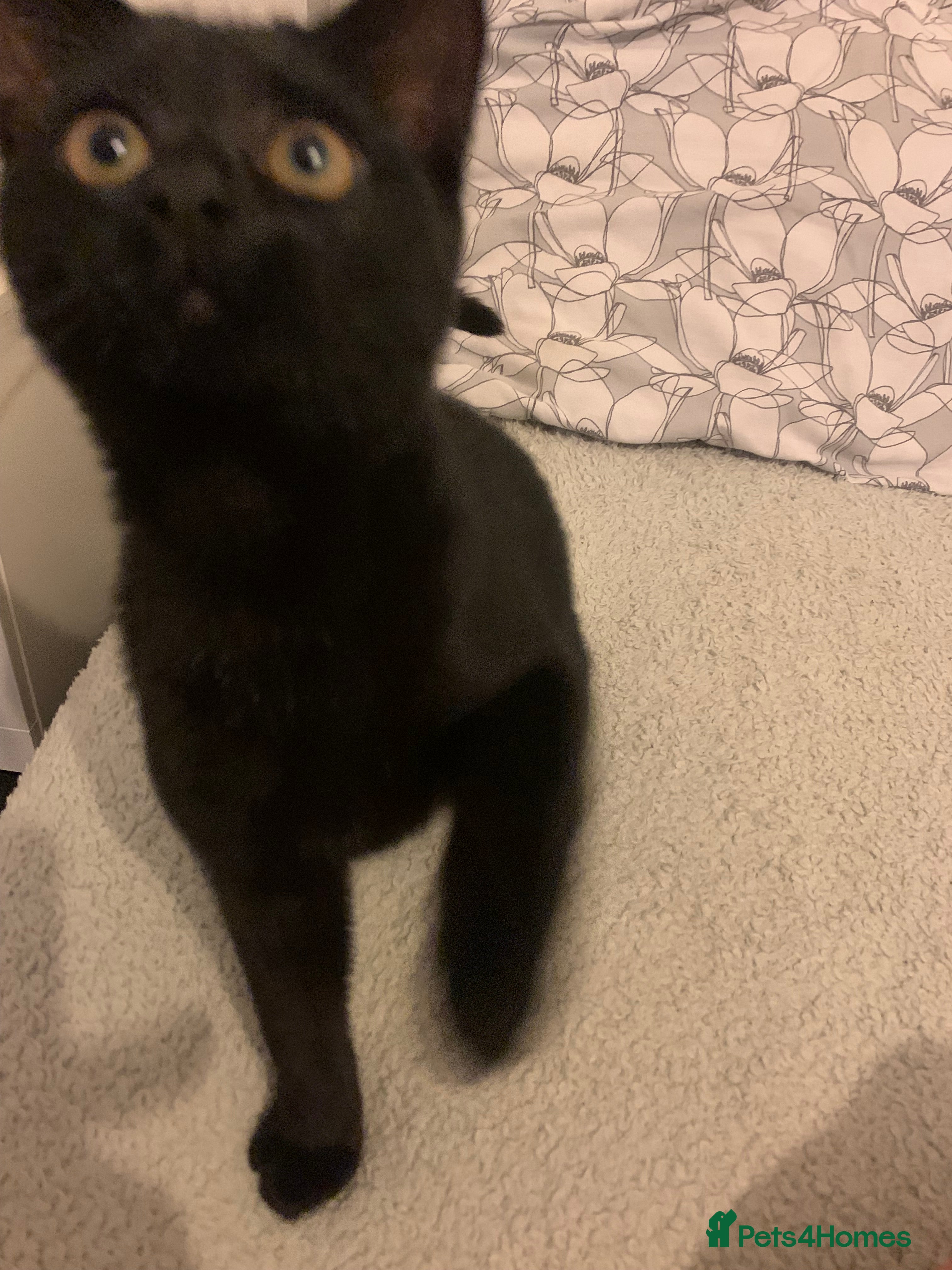 Domestic Shorthair cats 4 month old Black female kitten  - Advert 17