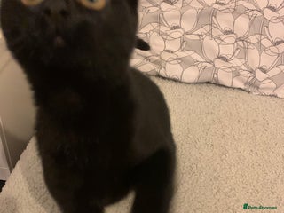 Domestic Shorthair cats 4 month old Black female kitten - Advert 14