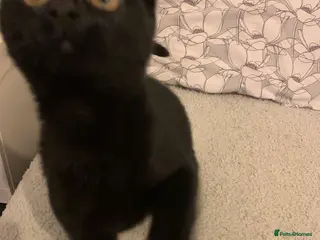 Domestic Shorthair cats 4 month old Black female kitten - Advert 9