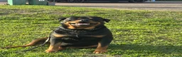 Rottweiler dogs for sale: STUNNING ROTTWEILER PUPS AVAILABLE  in Leicester - Advert 2