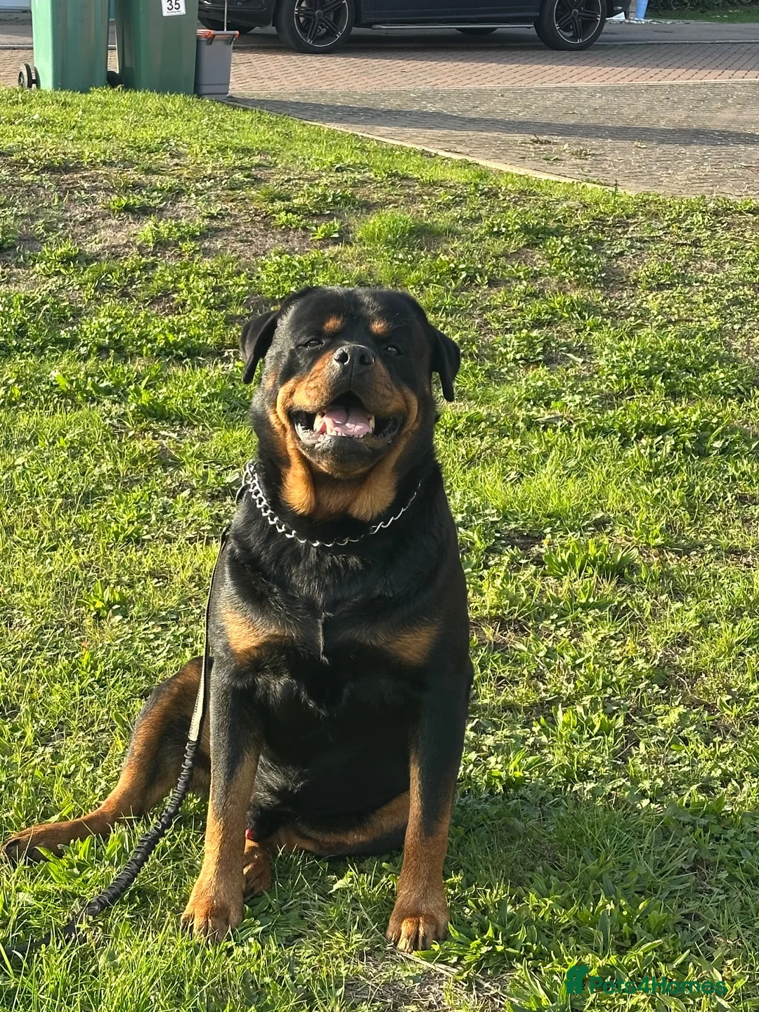 Rottweiler dogs for sale: STUNNING ROTTWEILER PUPS AVAILABLE  in Leicester - Advert 2