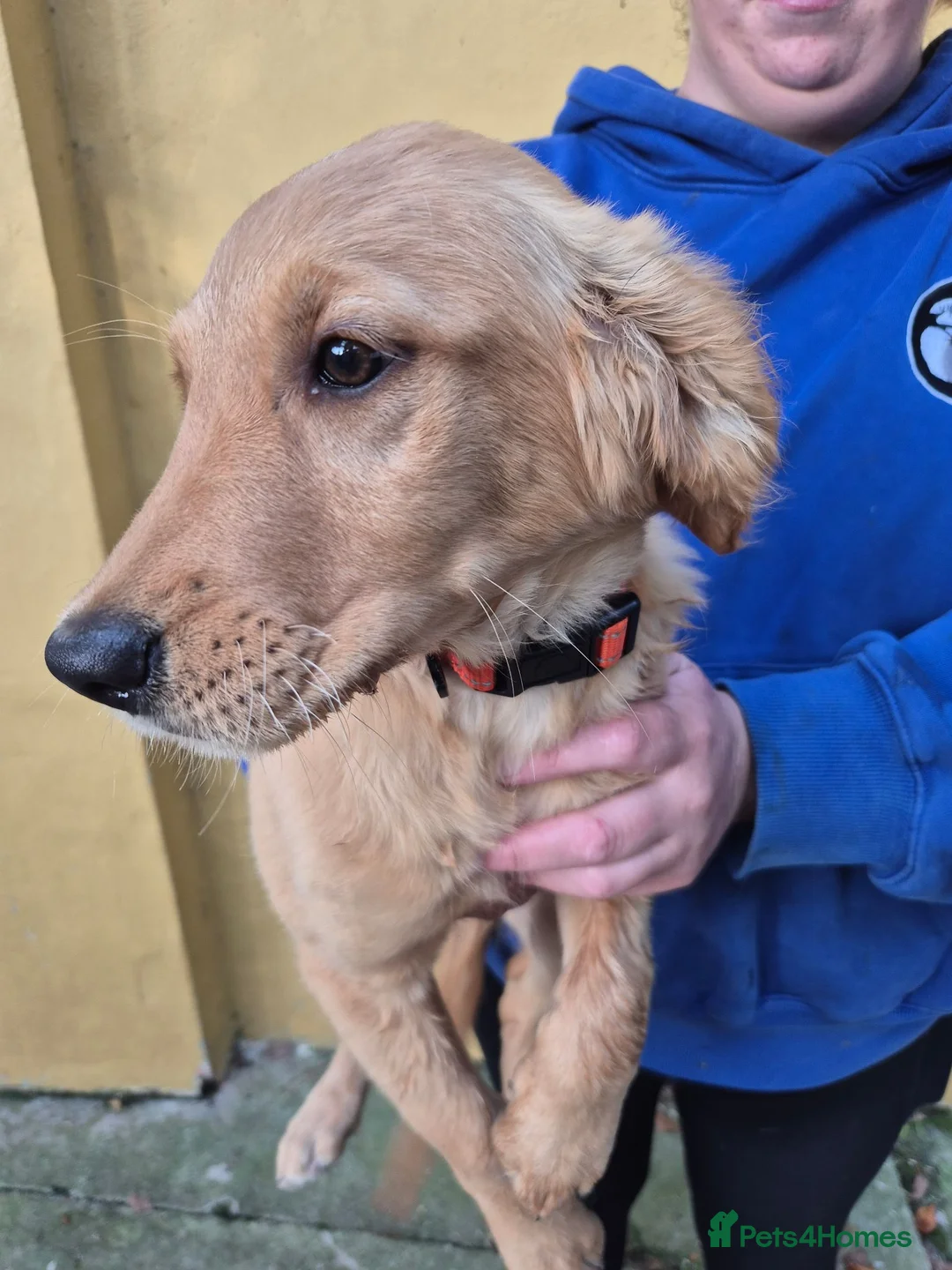 Golden Retriever dogs for sale: Lovely Golden girl puppy - Advert 2
