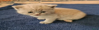 British Shorthair 1 - Green
