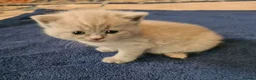 British Shorthair cats for sale: GORGEOUS BRITISH SHORTHAIR KITTENS - Advert 4