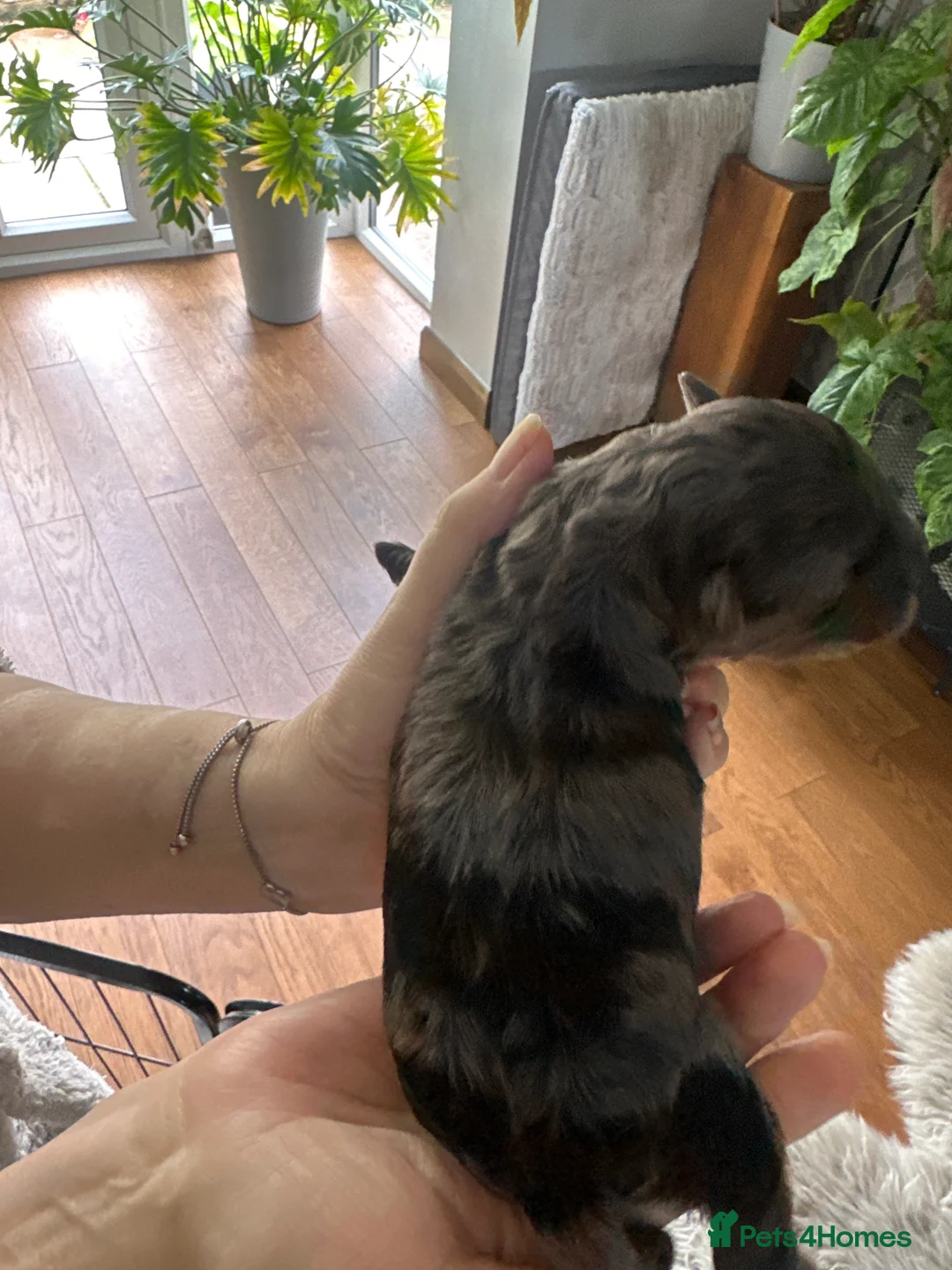 Lhasapoo dogs for sale: Stunning Lhasapoo Puppies.  - Advert 2