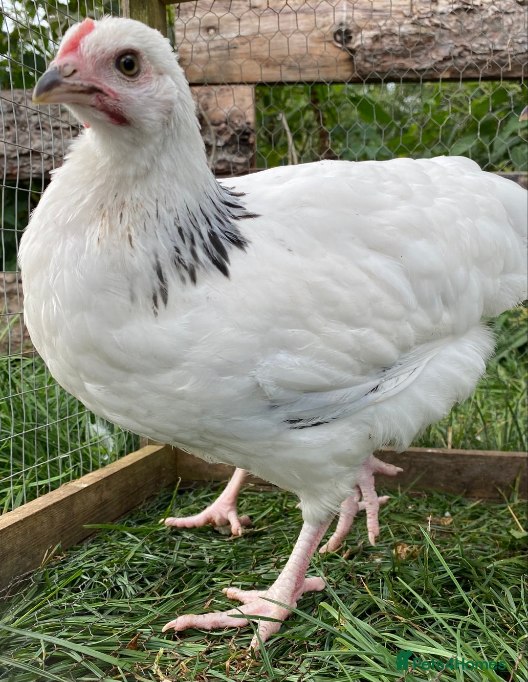 Chickens poultry for sale: Light Sussex  - Image 6