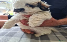 Chipoo dogs for sale: Chiz doodles  - Image 4