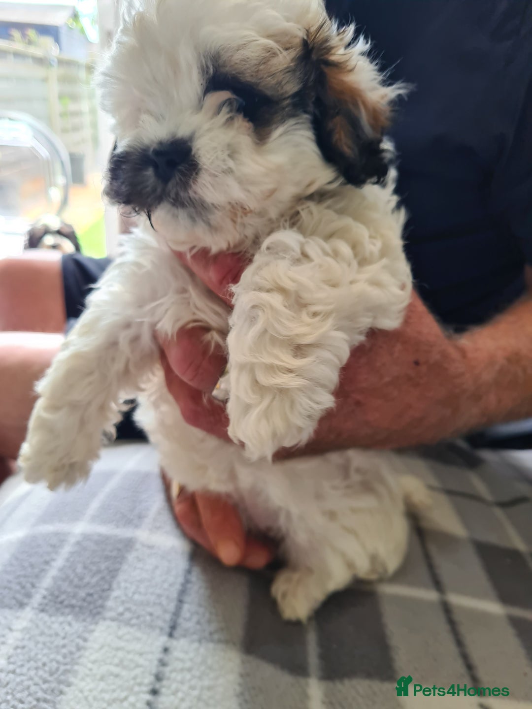 Chipoo dogs for sale: Chiz doodles  - Image 4