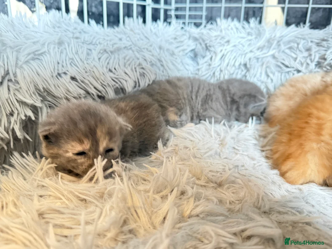Mixed Breed cats for sale: 5 kittens  - Advert 9