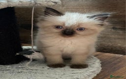 Ragdoll cats for sale: Beautiful chunky kittens ready to leave soon - Image 11