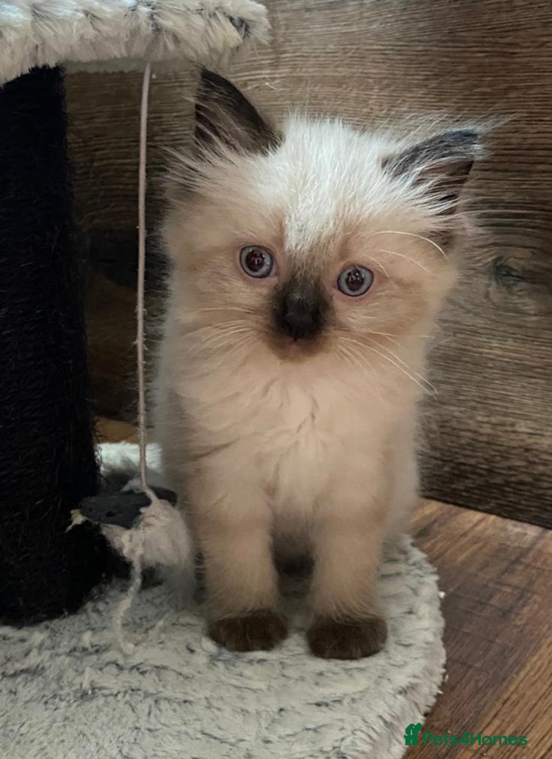 Ragdoll cats for sale: Beautiful chunky kittens ready to leave soon - Image 11