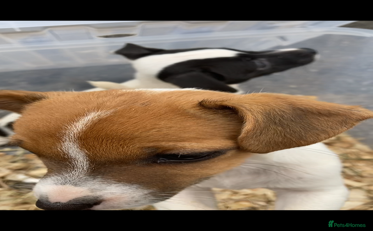 Jack Russell dogs - Advert 10
