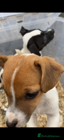 Jack Russell dogs - Advert 7