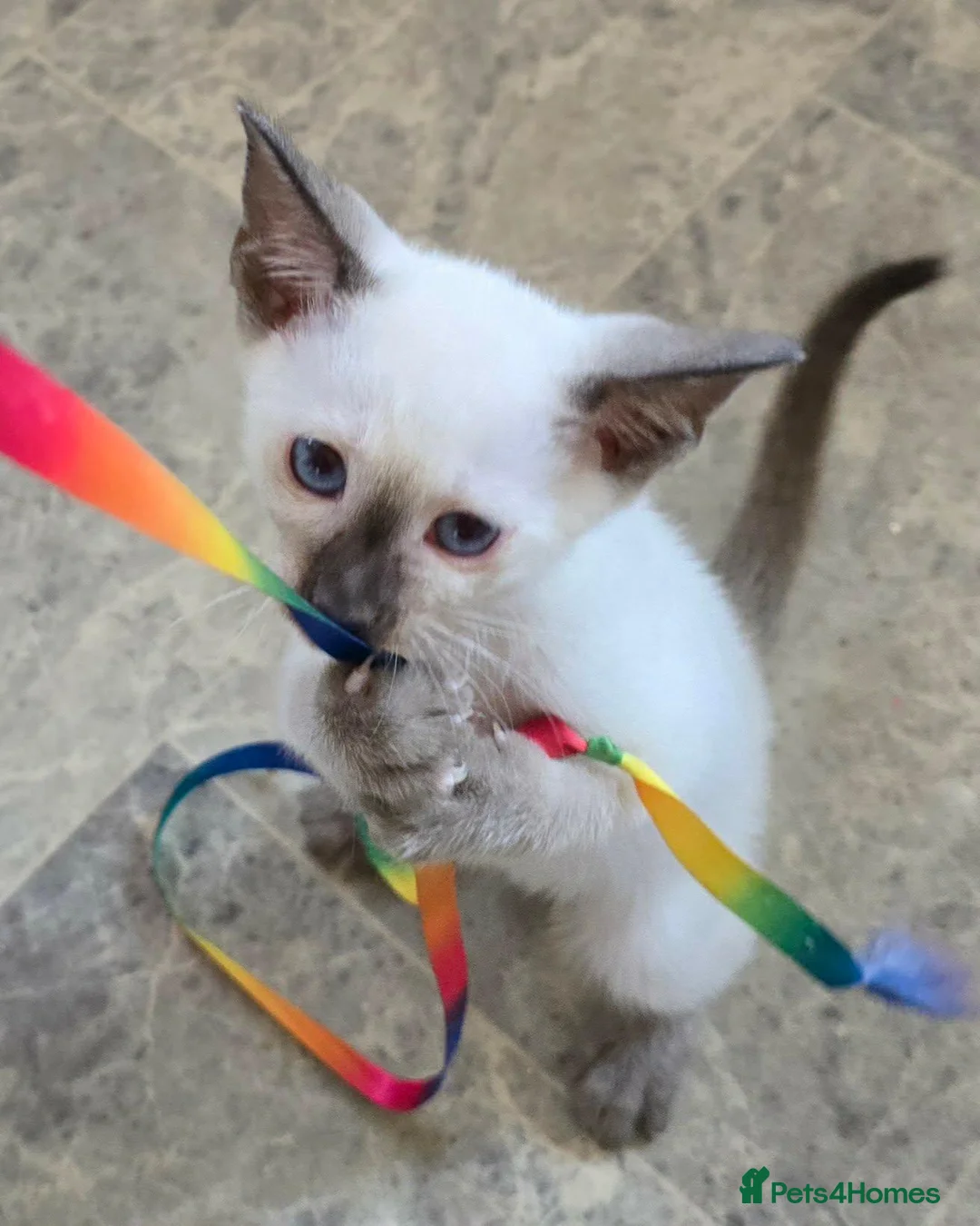 Siamese cats for sale: Cheeky blue eyed full siamese - Advert 4