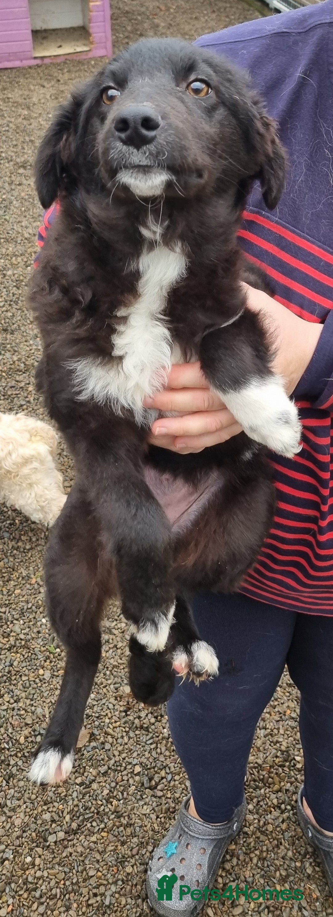 Mixed Breed dogs for adoption: Pepper - In Ayr Looking for a home  - Advert 1