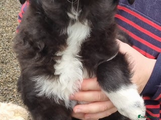 Mixed Breed dogs Pepper - In Ayr Looking for a home - Advert 3