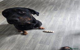 Dobermann dogs for sale: Handsome 2 year old Rotterman  - Image 4