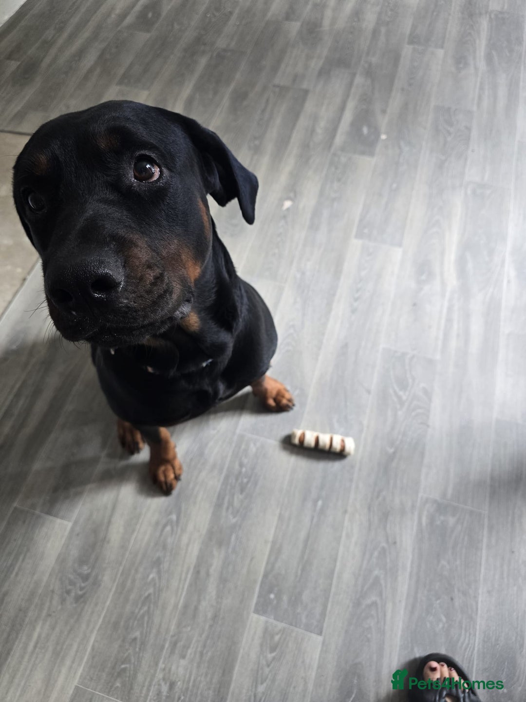 Dobermann dogs for sale: Handsome 2 year old Rotterman  - Image 4
