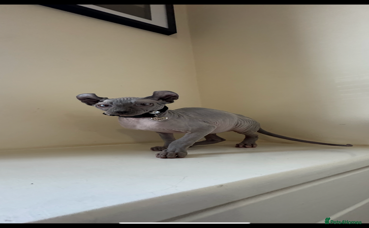 Sphynx cats - Advert 1