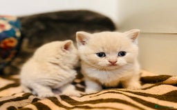 British Shorthair cats for sale: British shorthair kittens  - Image 7