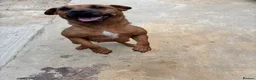 Patterdale Terrier dogs for sale: Patterdale girls looking for a new home - Advert 4
