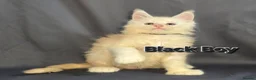 Maine Coon cats for sale: Ready now Maine Coon x2 boys - Advert 5